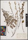 Foto von Salix aurita L. x Salix repens L.